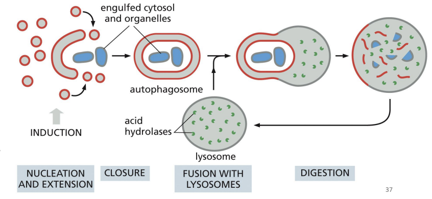 <p>a bulk portion of cytoplasm is sequestered in autophagosomes.</p>
