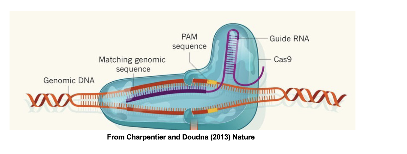 <p><span style="color: rgb(255, 255, 255);"><span>CRISPR-Cas9 Gene Editing System:</span></span></p><ul><li><p><span style="color: rgb(255, 255, 255);"><span>Since 2013, the understanding of an adaptive immune system from bacteria called CRISPR/Cas9 has sparked a revolution in the ability to modify or edit the genomes of variety of organisms - including humans</span></span></p></li><li><p><span style="color: rgb(255, 255, 255);"><span>Compared to earlier methods, CRISPR/Cas9 is a much SIMPLER and FASTER method to introduce changes into genomes</span></span></p></li><li><p><span style="color: rgb(255, 255, 255);"><span>CRISPR/Cas9 uses the Cas9 ENDONUCLEASE and SYNTHETIC 20-NUCLEOTIDE RNA sequence (sgRNA (synthetic guid RNA)) to target specific sites in ANY genome</span></span></p></li></ul><p></p>