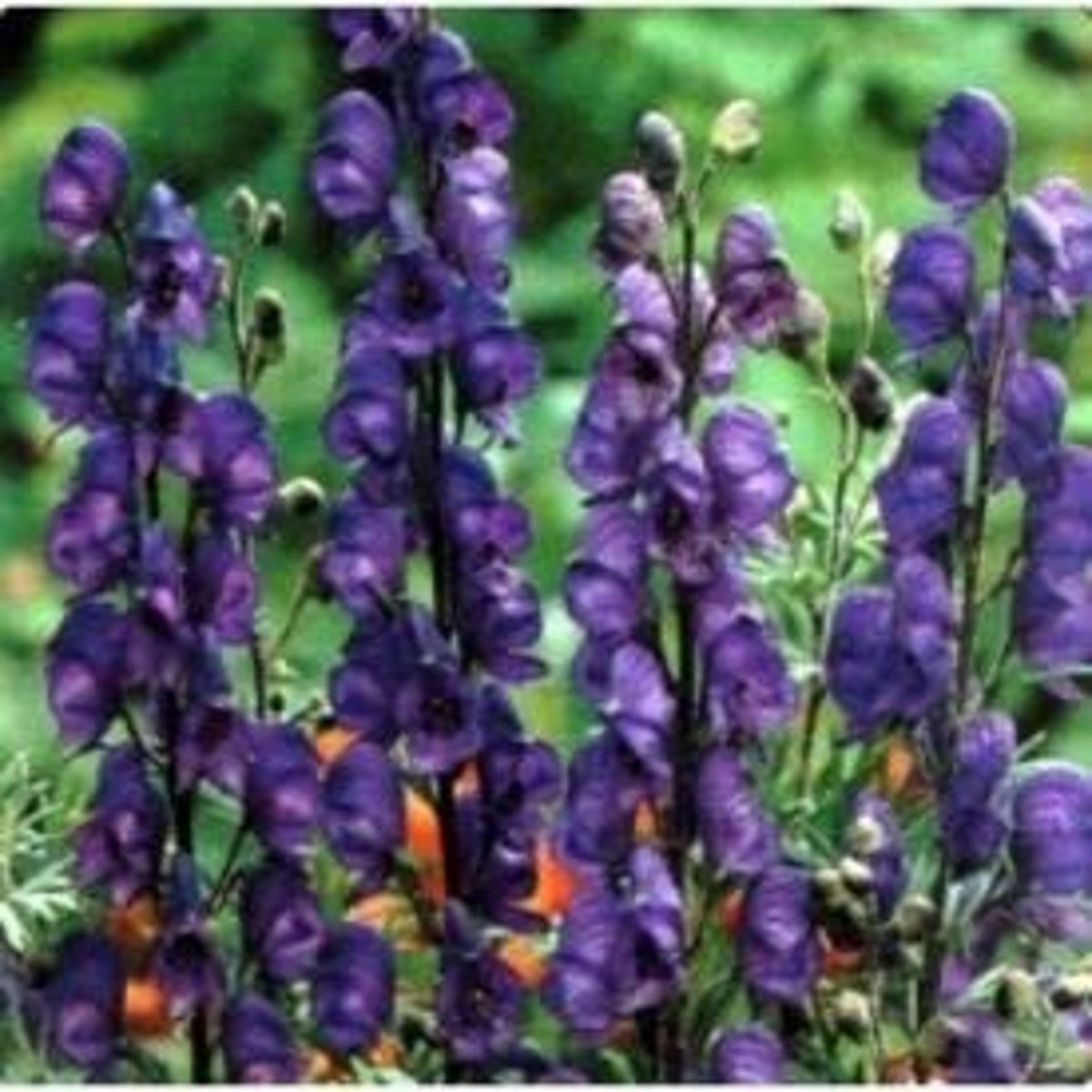 <p>[De Historia Plantarum Notorious poisonous plants included: ]</p><p>Commonly known as aconite or monkshood,</p>