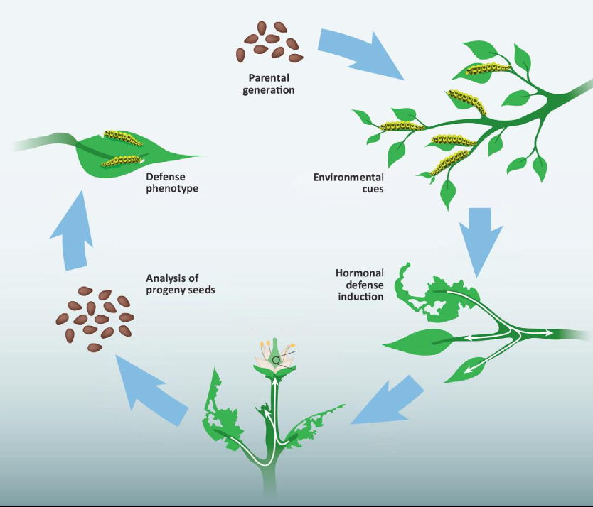 <p>Discuss this example of inheritance of acquired characters</p><ul><li><p>How did the defense trait originate?</p></li><li><p>How was it passed on to the next generation?</p></li></ul><p></p>