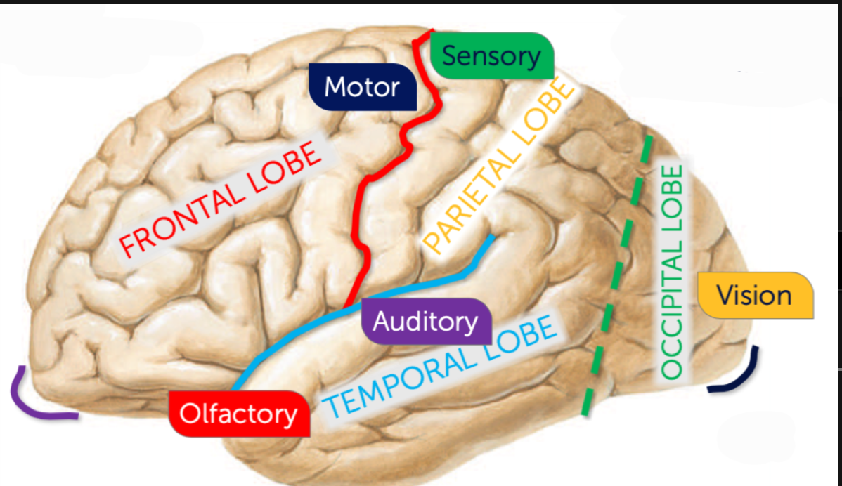 <p>What sulcus is highlighted green? </p>