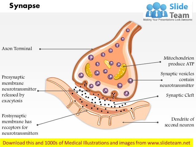 <p>Terminal button of peripheral motor nerve</p>