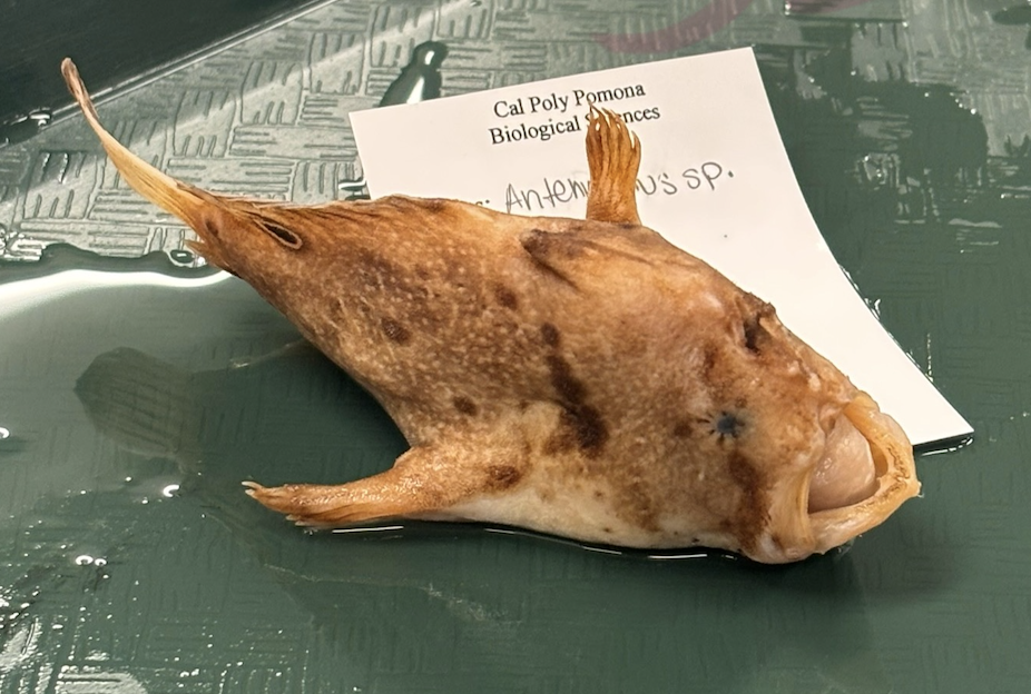 <p>Antennariidae</p>