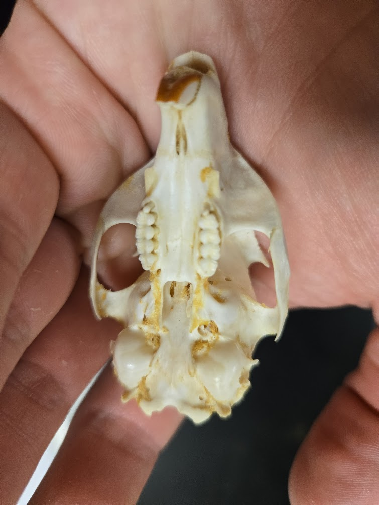 <p><span> Possesses 1st vestigial premolar</span><span><br></span><span> 22 teeth</span><span><br></span><span>total</span></p><p><span> Pointed muzzle</span><span><br></span><span> Large eye</span><span><br></span><span> Eyes to the side</span><span><br></span><span> Distinct postorbital process</span><span><br></span><span> Rounded skull</span><span><br></span><span> Orange/white incisors</span><span><br></span><span> No canines</span></p>