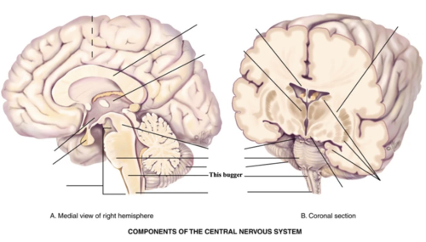 <p>- Part of the brain stem that contains all ascending and descending fibre tracts connecting the brain and spinal cord</p><p>- Controls HR, breathing, vomiting, hiccupping, and sneezing</p>