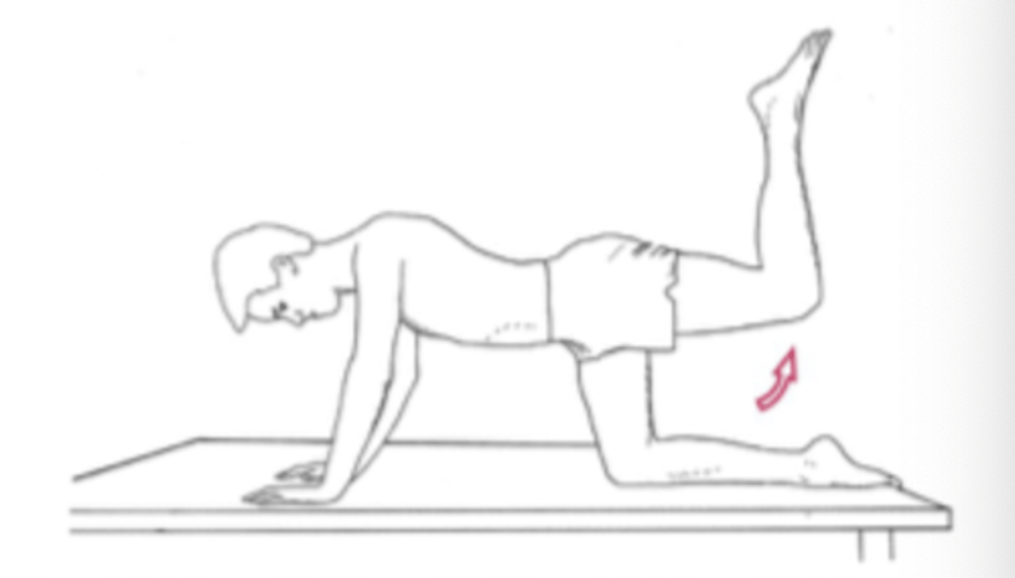 <p>hip extension</p><p>pt quadruped</p><p>-stabilize with abdominal bracing</p>