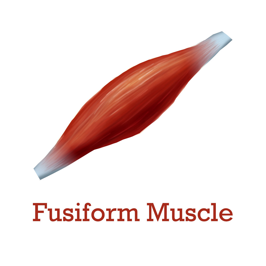 <p>A muscle that has the shape of a spindle, which is wider in the middle and narrowing towards both ends. <span style="font-family: Google Sans, Roboto, arial, sans-serif">An example is biceps brachii.</span></p>