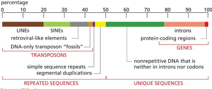 <p>~40%</p><ul><li><p>DNA that was inserted over long periods of time</p><ul><li><p>usually are unused, but sometimes can insert themselves in new locations that cause a mutation or new function</p></li></ul></li><li><p>“mobile genetic elements”</p></li><li><p>parasitic sequences that can disrupt function or alter gene regulation “jumping genes”</p><ul><li><p>not always bad</p></li></ul></li></ul>