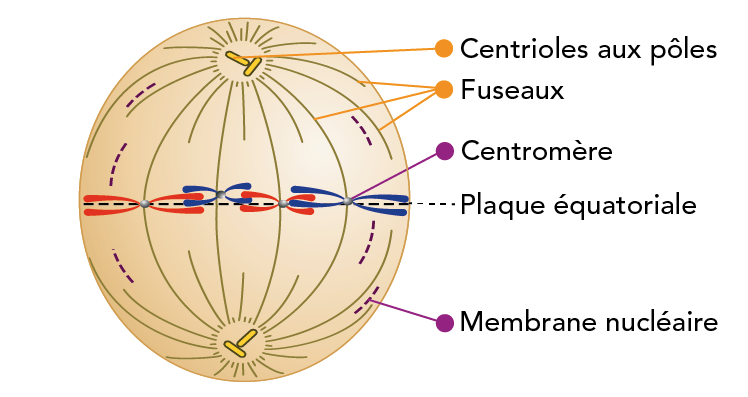 A partir des centrosomes s’organisent des microtubules allant d’un pôle à l’autre de la cellule : les fibres polaires. L’ensemble des microtubules forme le fuseau. Les chromosomes se disposent au centre de la cellule en formant l’image dite « plaque équatoriale ». C’est le moment dans la vie de la cellule où les chromosomes sont bien identifiés et bien visibles au microscope optique. Chaque chromosome est relié aux pôles du fuseau par des microtubules, les fibres chromosomiques fixées sur le centromère.