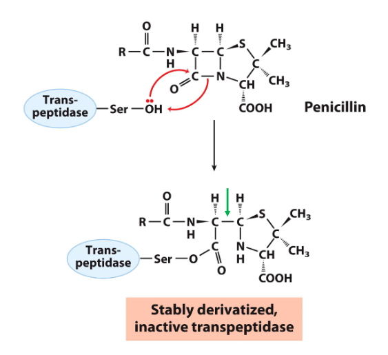 <p>when the carbonyl c is attacked by the e nu, it breaks the bond btwn the carbonyl c and n but bc of the other c-c bond in the beta-lactam ring, the molec isn’t fully separated and nothing leaves<br>results in the e covalently bound the penicillin and no room for the next nu to come in so the e stops working</p>