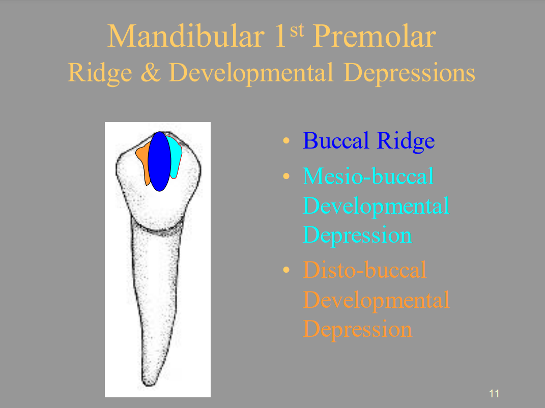 <ul><li><p><span style="color: blue">1 = Buccal Ridge</span></p></li><li><p>2 (light blue) = Mesio-buccal Developmental Depression</p></li><li><p>3 (orange) = Disto-buccal Developmental Depression</p></li></ul>