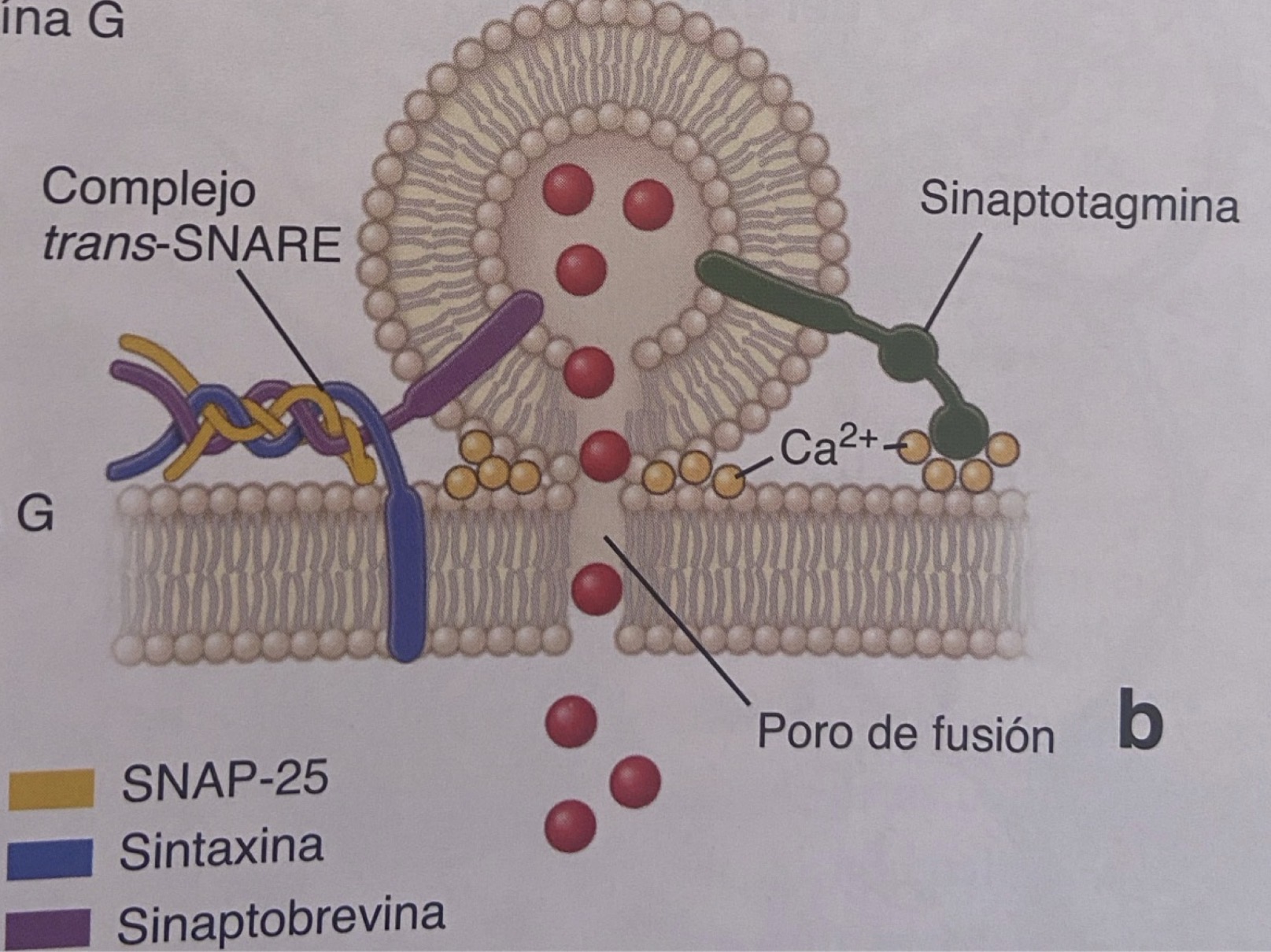 <p>Mecanismo de la liberación de la ACh/Exocitosis de NT dependiente de Ca/Quienes componen a la SNARE-t:</p>