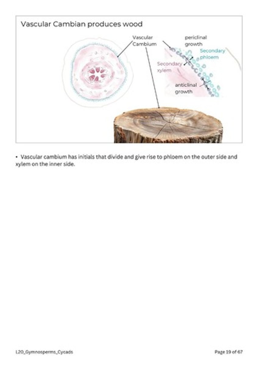 <p>It produces secondary xylem inward and secondary phloem outward.</p>