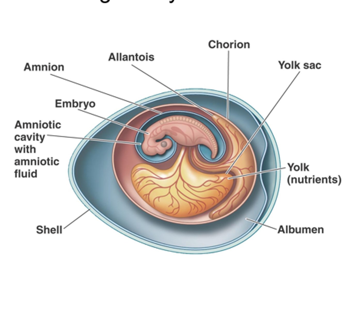 <p>A land adapted egg with a protective shell and specialized inside. It allows egg-laying mammals to reproduce away from water.</p>