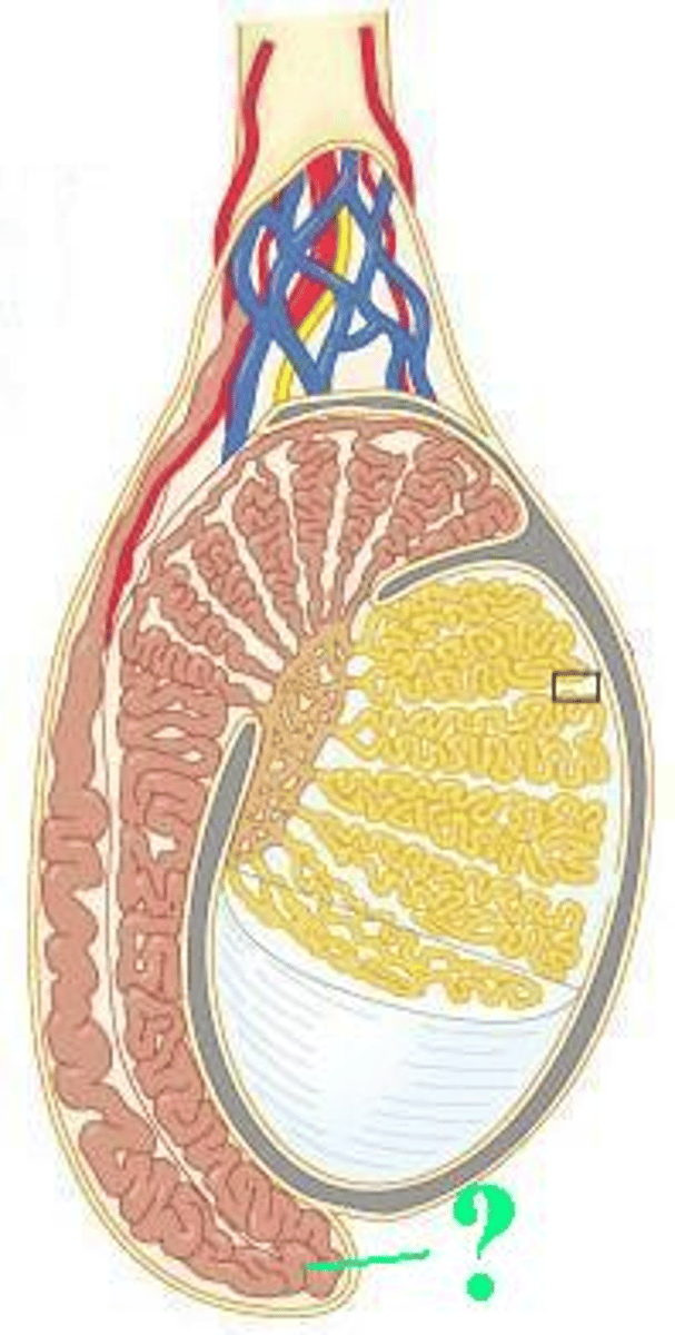<p>Identify the indicated region of the epididymis.</p>