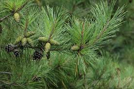 lodgepole pine