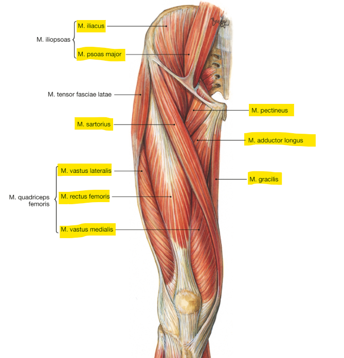 <p>m. rectus femoralis (quadriceps)</p><p>loopt van het bekken naar de patella</p><p>functie = flexie in de heup (enige v/d quadriceps die dit kan) &amp; extensie in de knie</p>