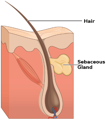 <p>sebaceous glands</p>