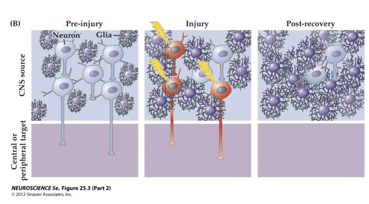 <p>Figure 25.3- Restoration of damaged CNS Cells</p>