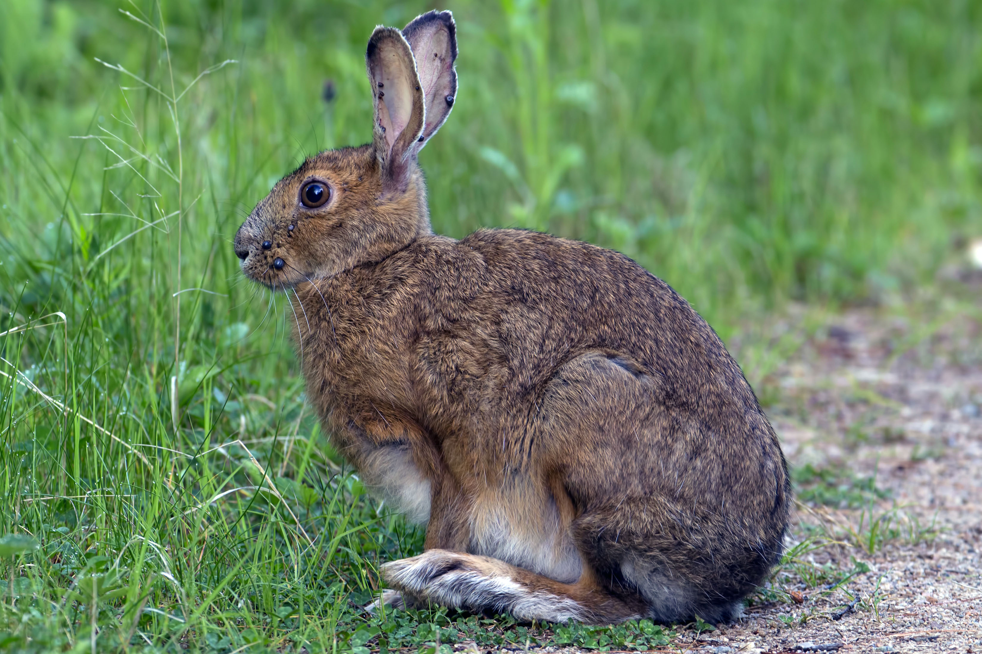 <p><em>Lepus americanus</em></p>