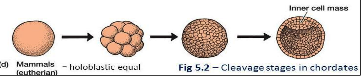 <ol start="4"><li><p><strong>Mammals</strong></p></li></ol><ul><li><p>Microlecithal/______ egg</p></li><li><p>Holoblastic equal cleavage (______)</p></li><li><p>The blastula has a superficial layer of cells called _______, which surrounds an inner mass of cells</p></li><li><p>The blastocoel is displaced toward the _____ pole</p></li><li><p>The vertebrate blastula is composed of single tissue layer made up of several hundred cells with polarity that relates to the axes of the adult body</p></li></ul>