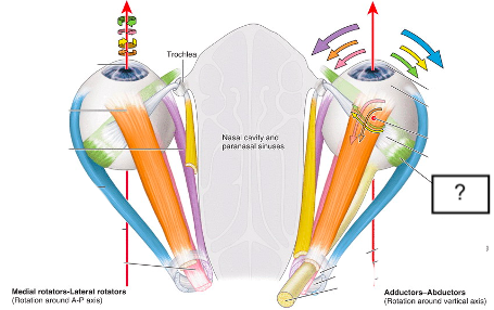 <ul><li><p>extraocular muscle</p></li><li><p>actions: extorsion (elevation (1°), abduction (2°))</p></li></ul>