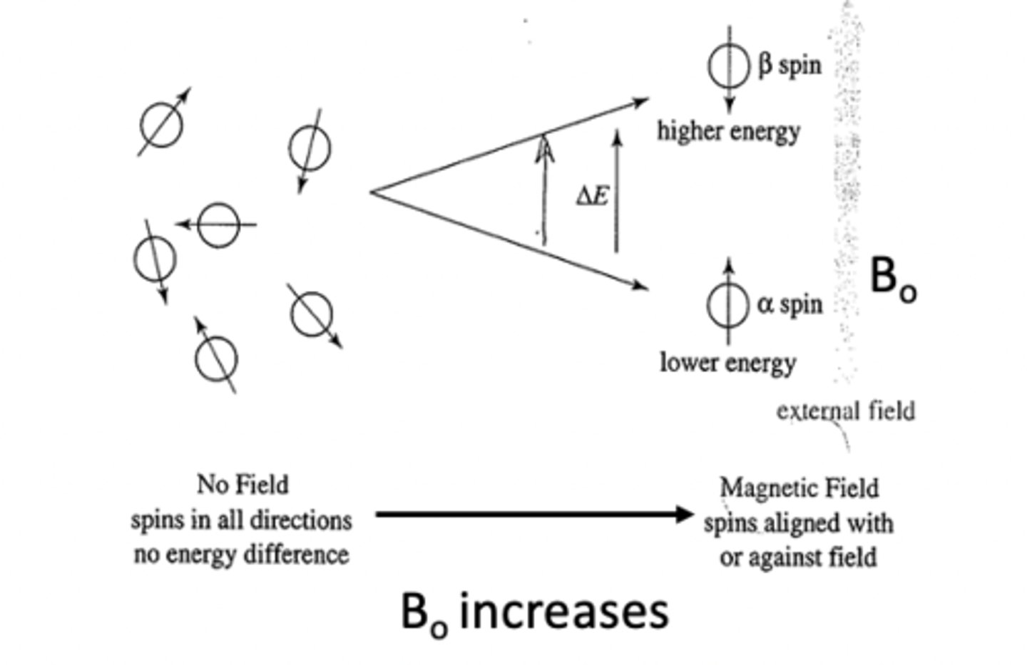 <p>•More nuclei are aligned with the externally</p><p>applied magnetic field or the lower energy</p><p>α-spin state.</p><p>•∆E = Energy difference between α and β-spin states</p><p>•Increasing the applied magnetic field = Increasing ∆E</p><p>between spin states</p><p>•Nuclei can absorb energy and flip from the</p><p>α-spin state to the β-spin state. When this happens,</p><p>the nucleus is said to be in RESONANCE with the</p><p>applied magnetic field, hence the term</p><p>“Nuclear Magnetic Resonance”.</p><p>•The difference in energy ΔE between the two</p><p>spin states corresponds to a frequency in the Radiofrequency</p><p>region of the EM spectrum.</p>
