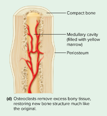 step 4 of bone repair