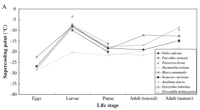 <p>•Often early developmental stages are the most thermally sensitive.</p><p>•A supercooling point is the temperature at which an insect spontaneously freezes</p>