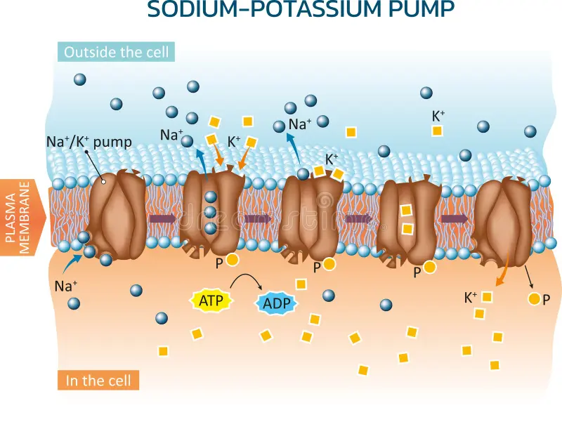 <ol><li><p>3 Na+ and 1 ATP bind to protein pump</p></li><li><p>ATP hydrolysis releases ADP and an amino acid goes into the pump</p></li><li><p>Shape changes causes Na+ to go OUT the cell and 2 K+ ions to go IN the cell</p></li><li><p>2 K+ ions bind to the pump</p></li><li><p>Pi is dephosphorylated, releasing 2 K+ ions into the cell</p></li></ol><p></p><p>its going AGAINST the concentration gradient which is why Na+ is going out and K+ is going in</p>