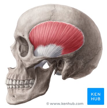 Identify what muscle this is