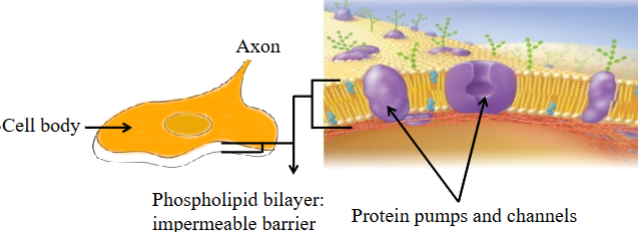 <ul><li><p>A phospholipid bilayer, impermeable on it own, but has protein pumps and channels embedded in it. </p></li><li><p>The most important protein pumps/channels for setting resting membrane potential are the Na⁺/K⁺ pump and the Na⁺ and K⁺ leak channels.</p></li></ul><p></p>