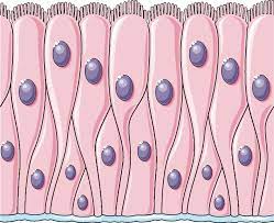 <p>what kind of epithelium is this </p>