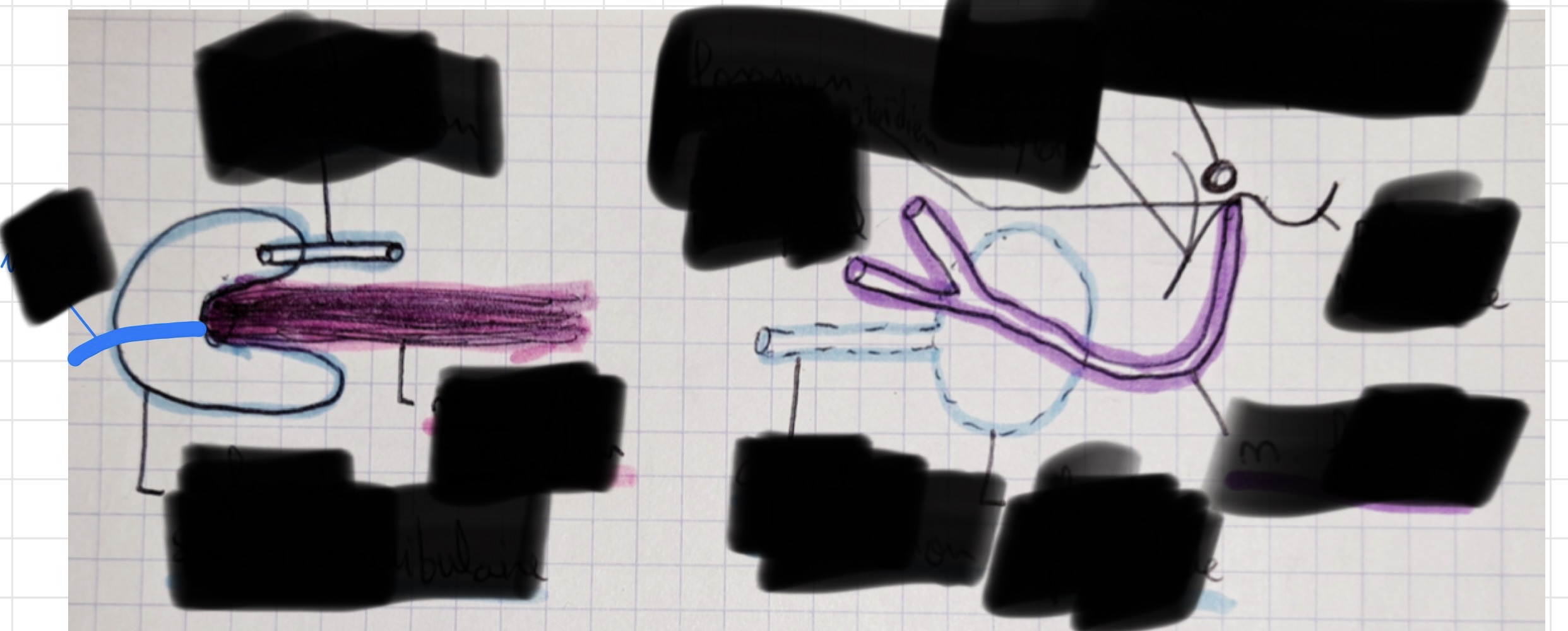 <p>Quels éléments sont visibles sur les dessins des glandes?</p>