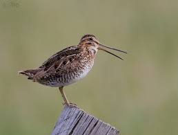 <p>large pectoral muscles, bill is flexible, shallow marshes, feed on bugs, crepuscular</p>