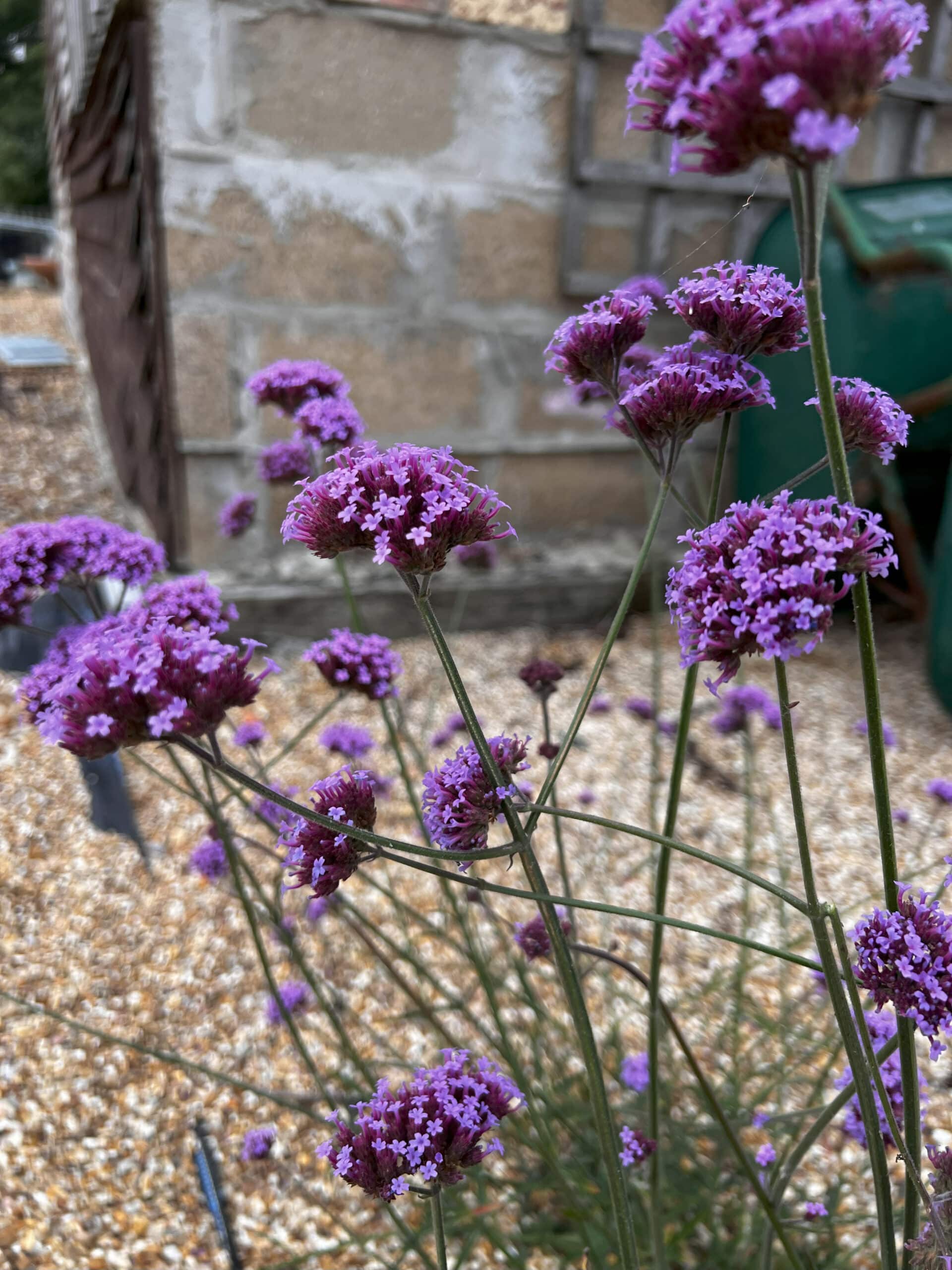 <p>Purple top - <em>Verbena bonariensis</em></p>