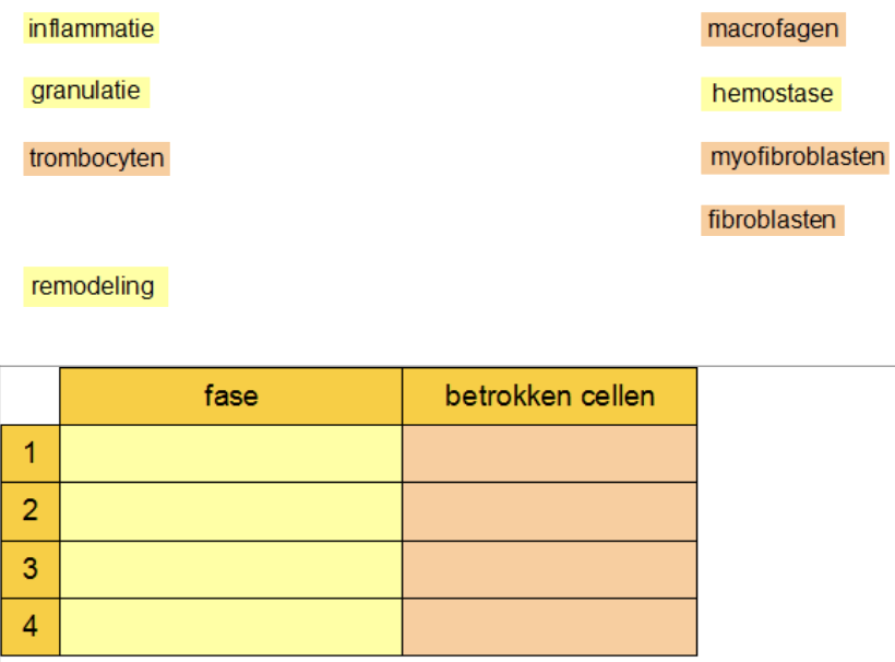 Zet de fasen en de hierbij betrokken cellen in de juiste volgorde
