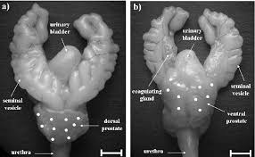 <p>a pair of glands that play a key role in sperm production and fertility</p>