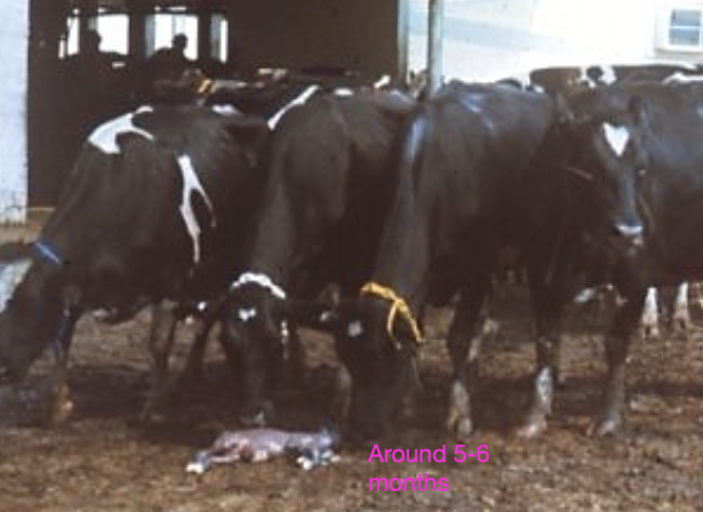 <p>by evaluating clinical signs, herd history, and pathologic findings</p>