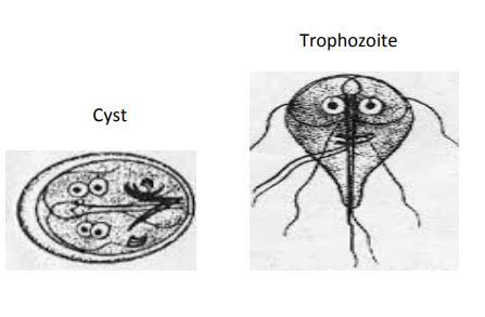 <p><em>Giardia</em></p>