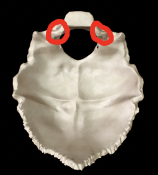 <p>What part of the occipital bone is this?</p>