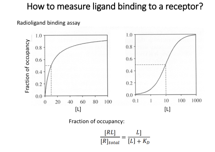 <p>How strongly a certain compound binds to a receptor</p><p>Affinity = 1 / KD</p><p>KD (equilibrium dissociation constant) - 50% of receptors occupied by ligand</p><p>Lower KD has a greater affinity </p>