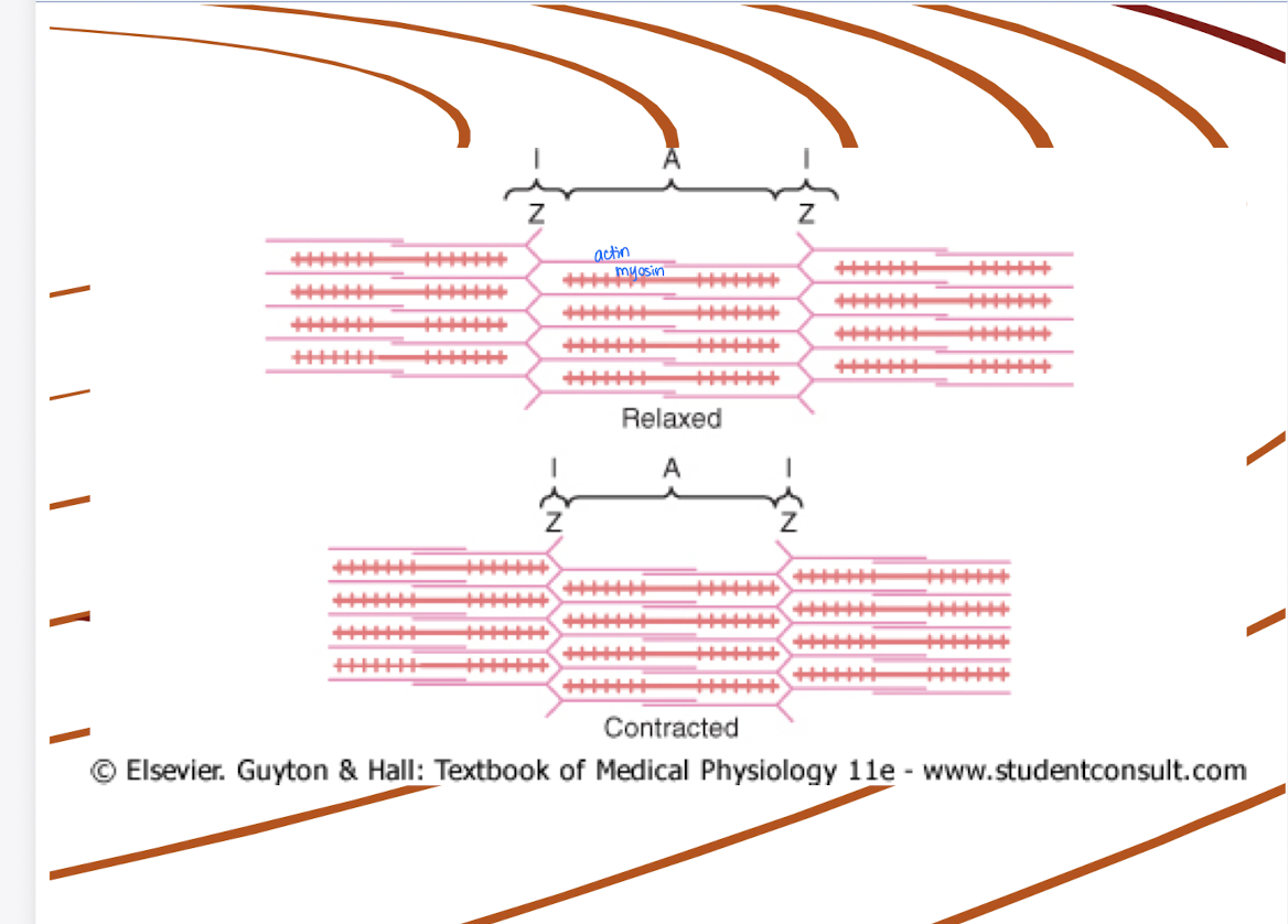 <p>Actin filaments slide past myosin filaments, causing the Z discs to be pulled closer together and the sarcomere to shorten.</p>