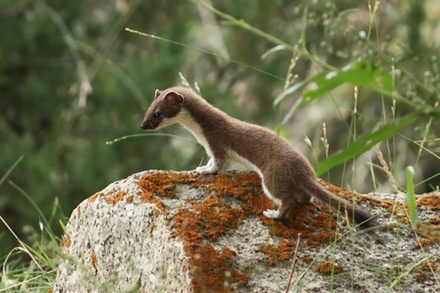 <p>Mustela nivalis</p>