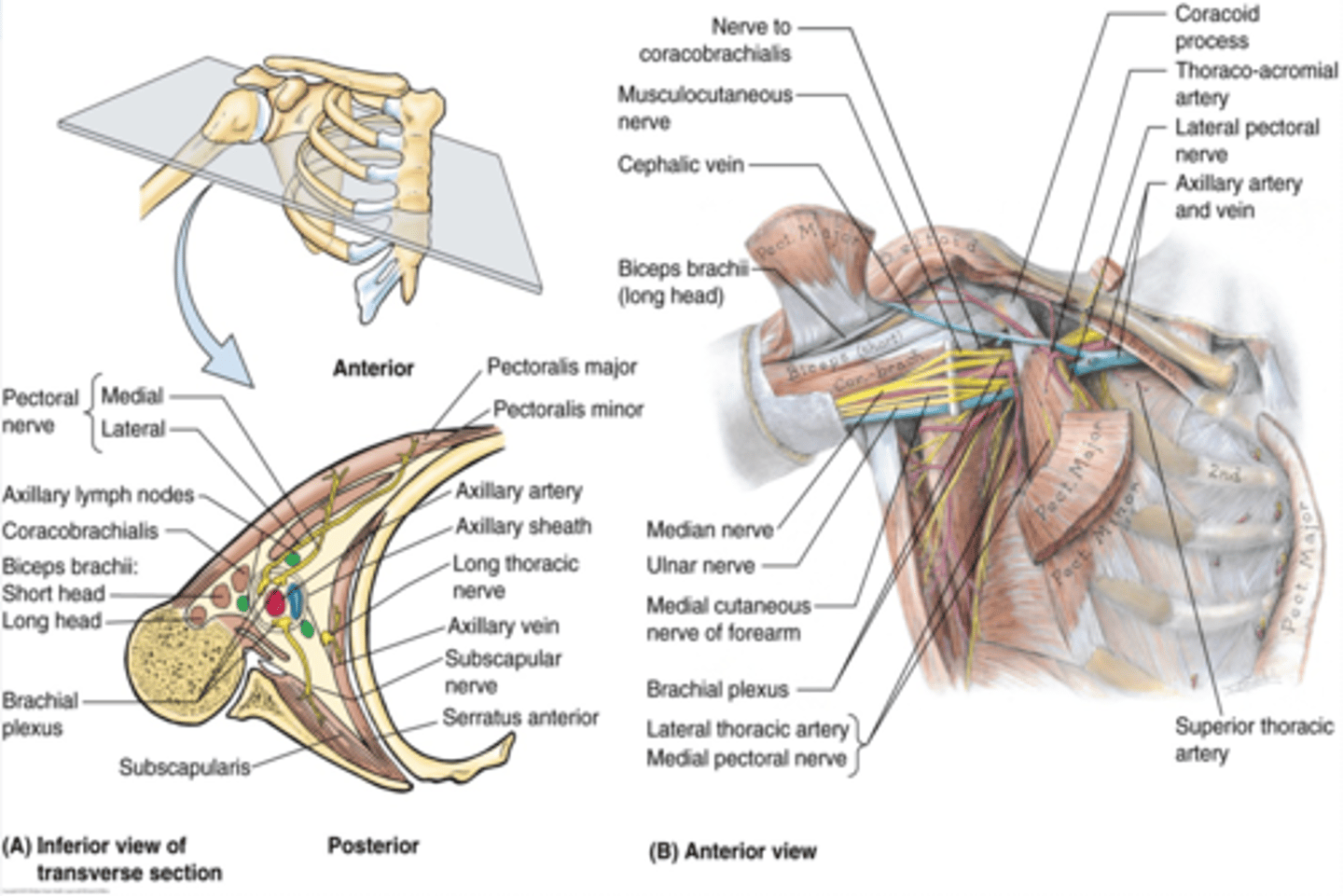 <p>Provide protected passage for the neurovascular structures supplying the UL</p>