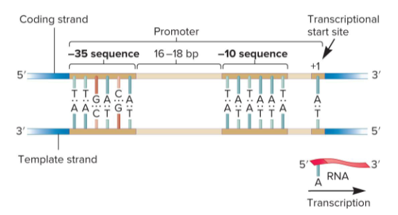 <p>DNA sequences that “promote” gene expression. They direct the exact location for the initiation of transcription. They are typically located just upstream of the site where transcription of a gene actually begins. The bases here are numbered in relation to the transcriptional start site.</p>