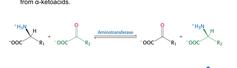 <ul><li><p>aminotransferases (transminases) = catalyze the transfer of<span> α-amino group from an α-amino acid → α-ketoacid</span></p><ul><li><p>reaction are <strong>reversible</strong> and can be used to synthesize amino acids from <span>α-ketoacids</span></p></li></ul></li></ul><p></p>