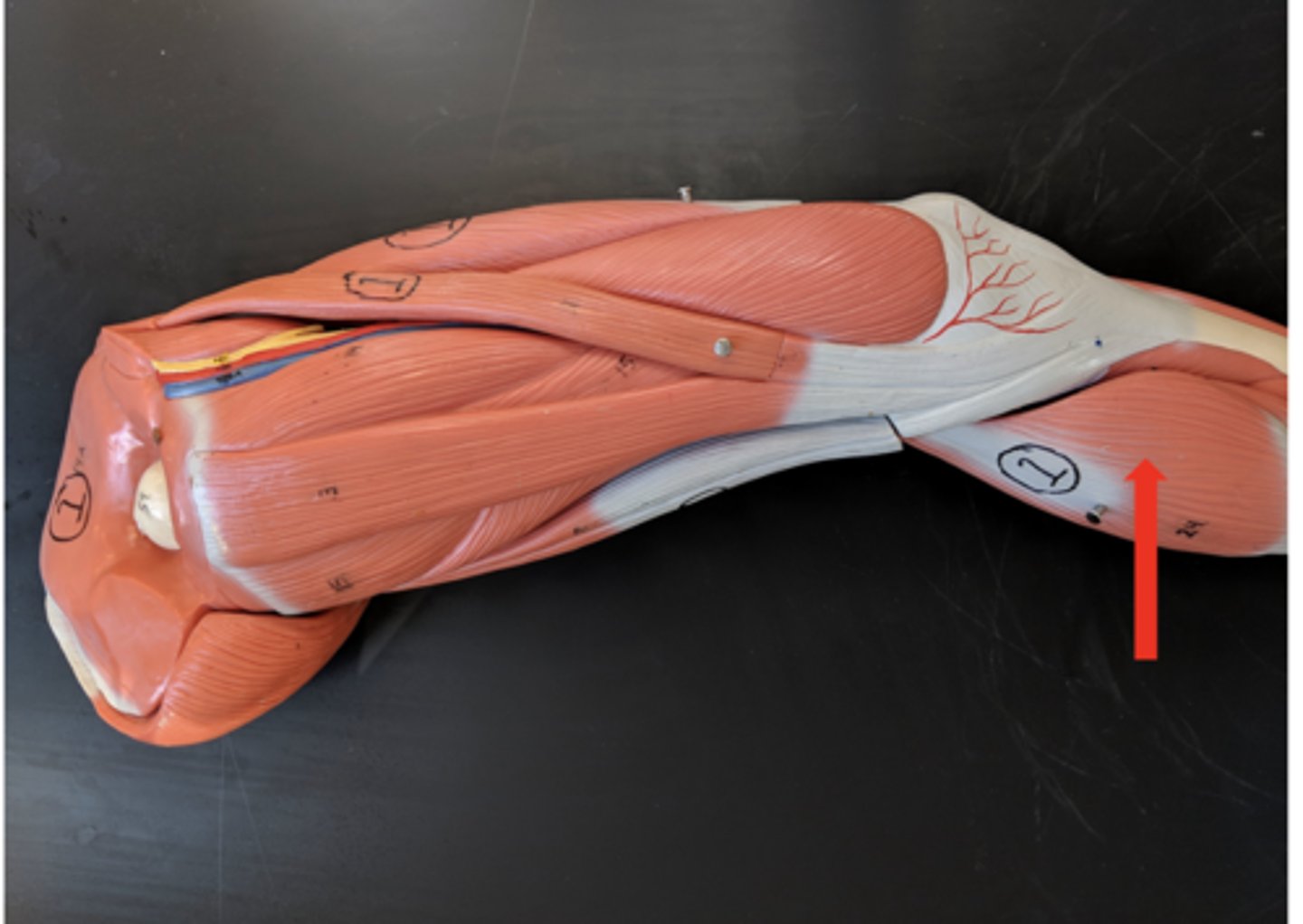 <p>what is this?</p>