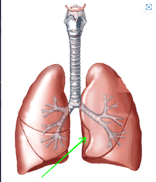 A concave space in the left lung that accommodates the heart.