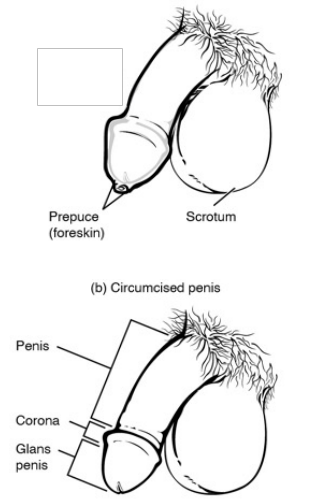 The glans penis.
